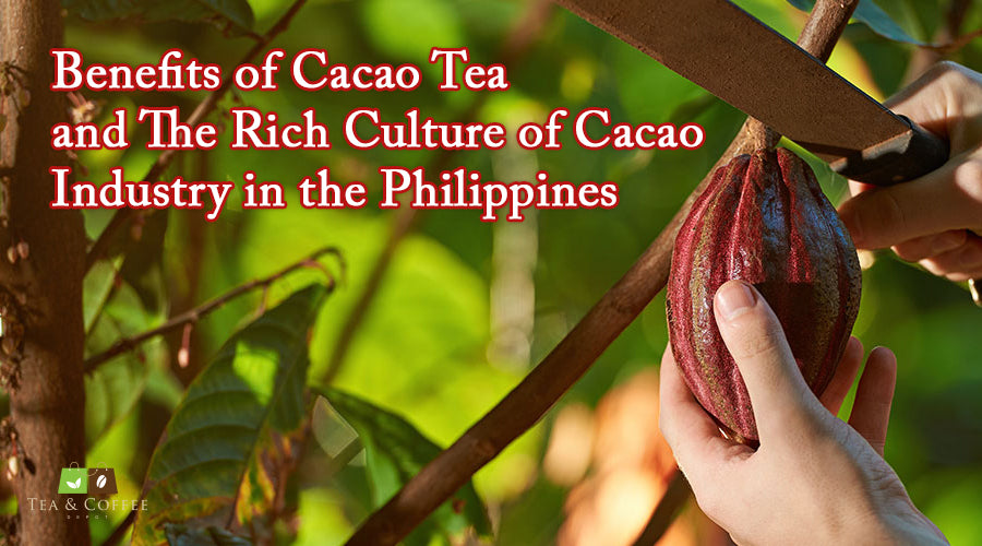 Benefits of Cacao Tea and The Rich Culture of Cacao Industry in the Philippines
