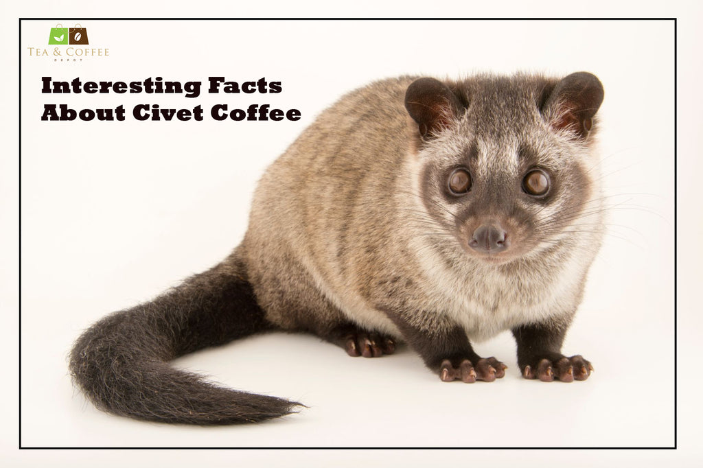 Interesting Facts About Civet Coffee
